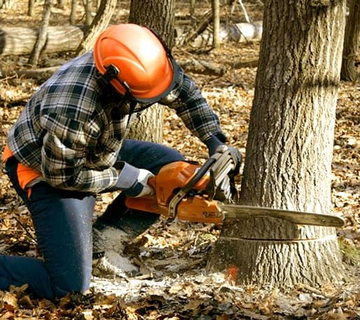 Tree Removal in Black Earth, WI